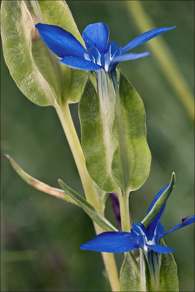 Image of Gentiana utriculosa L.