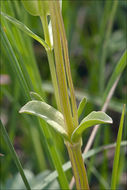 Image of Gentiana utriculosa L.