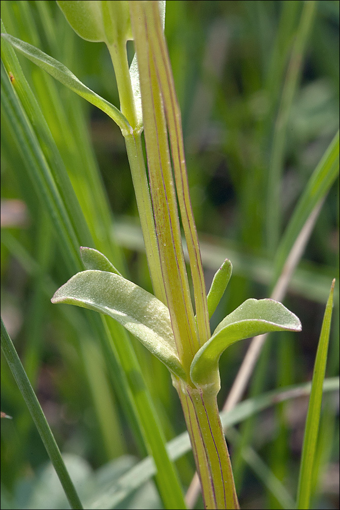 Image of Gentiana utriculosa L.