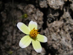 Image de Bidens pilosa L.