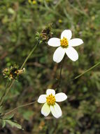 Image de Bidens pilosa L.