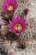 Image of Engelmann's hedgehog cactus