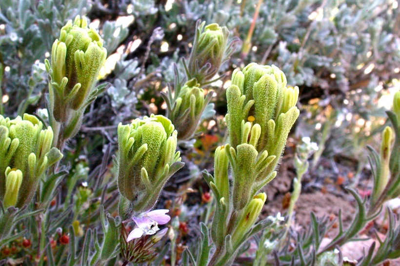 Image of ashgray Indian paintbrush