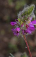 Image of oakwoods prairie clover