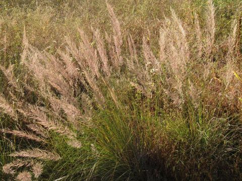 Image of bullgrass