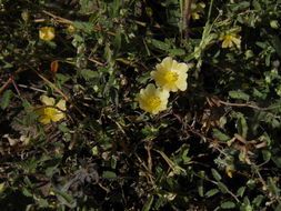 Image of <i>Sida abutifolia</i>