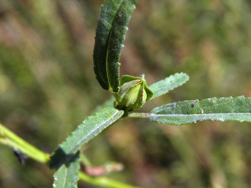 Image of New Mexico fanpetals