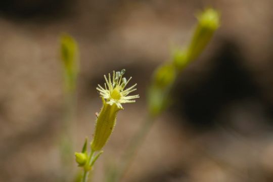 Image of Parish's catchfly