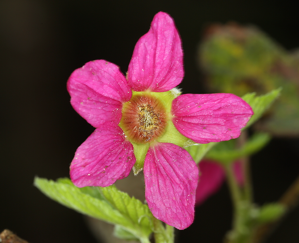 Image de Rubus spectabilis Pursh