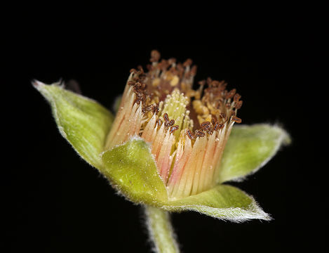 Image de Rubus spectabilis Pursh