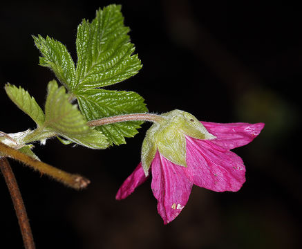 Image de Rubus spectabilis Pursh