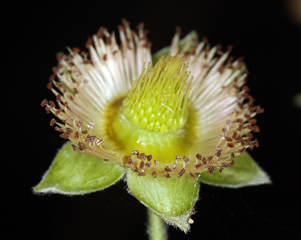 Image de Rubus spectabilis Pursh