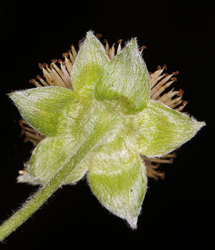 Image of salmonberry