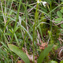 Image of <i>Platanthera <i>bifolia</i></i> ssp. bifolia