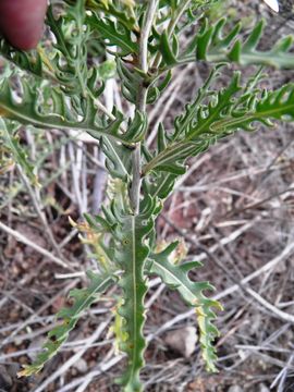 Image of Adonis blazingstar