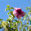 Image of Golden Trumpet or Buttercup Flower