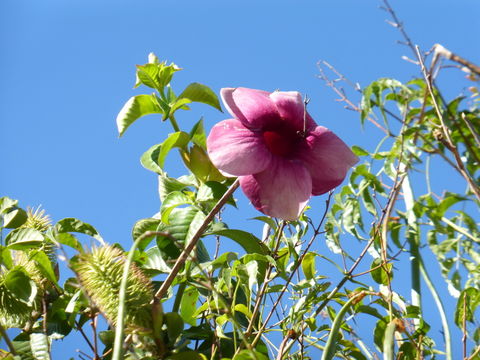 Image of purple allamanda