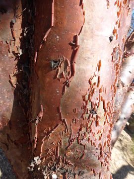 Image of gumbo limbo