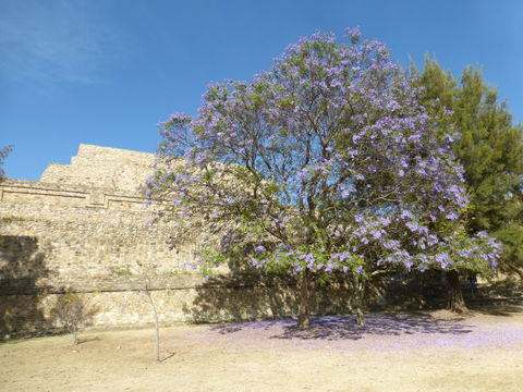 Imagem de Jacarandá-mimoso