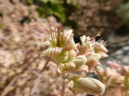 Image of Elephant's ear Kalanchoe