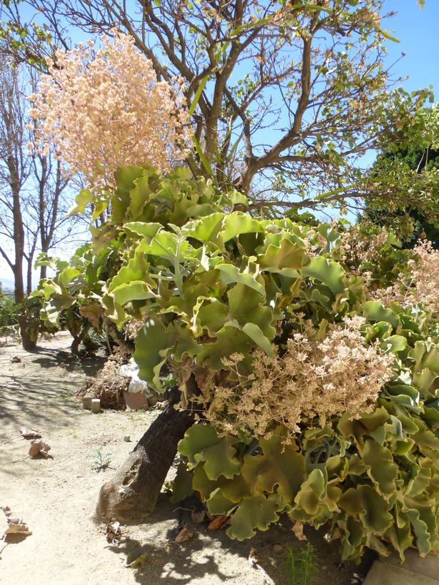 Image of Elephant's ear Kalanchoe