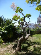 Image of Elephant's ear Kalanchoe