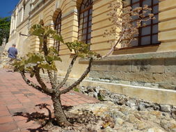 Image of Elephant's ear Kalanchoe