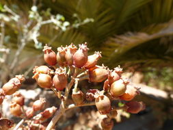 Image of copper spoons