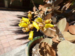 Image of Kalanchoe orgyalis Baker