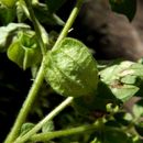 Image of husk tomato