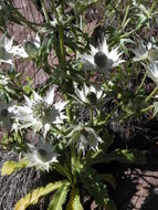 Imagem de <i>Eryngium lemmoni</i>