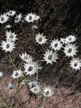 Image of <i>Eryngium lemmoni</i>