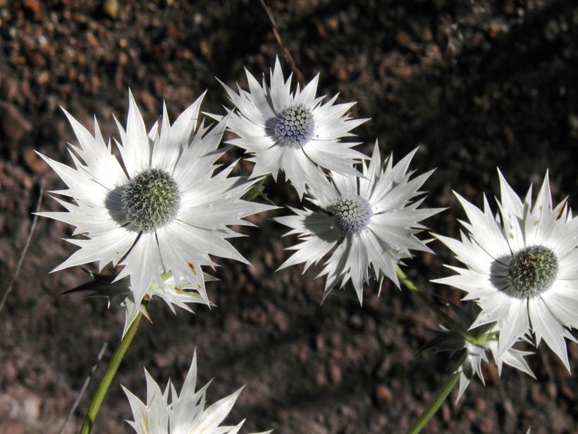 Imagem de <i>Eryngium lemmoni</i>