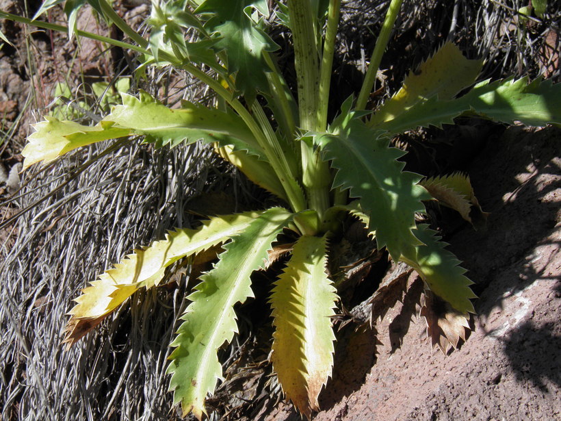 Image of <i>Eryngium lemmoni</i>