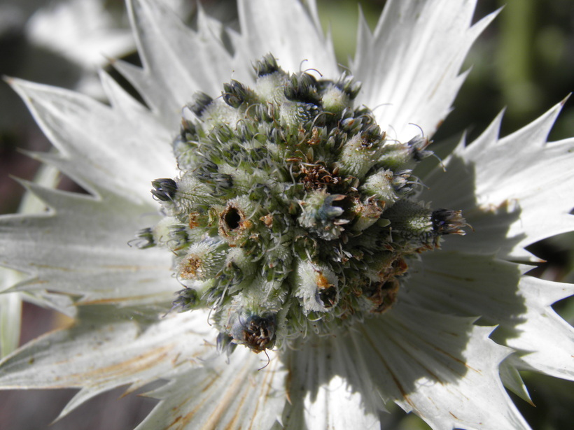 <i>Eryngium lemmoni</i> resmi