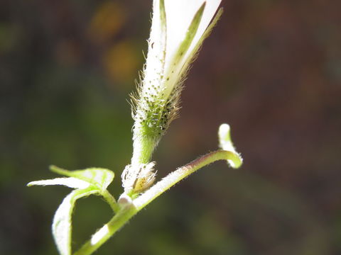 Слика од Ipomoea purpurea (L.) Roth