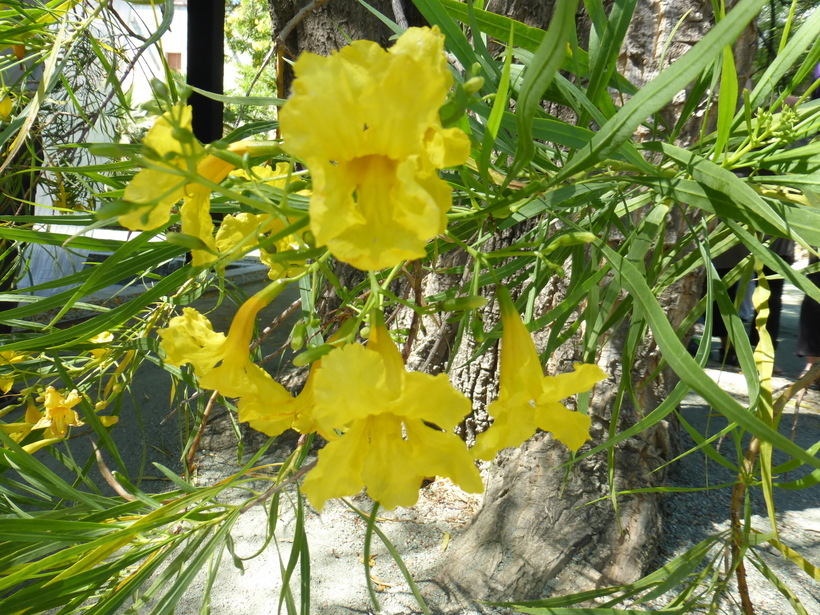 Image of Astianthus viminalis (Kunth) Baillon