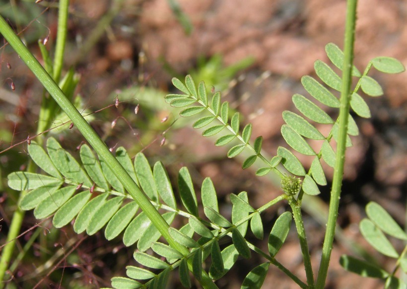 Imagem de Dalea leporina (Aiton) Bullock