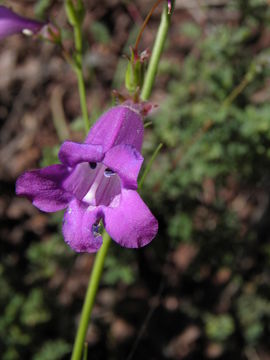 Image of Sonoran beardtongue