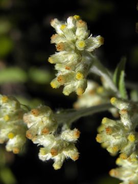 Слика од Pseudognaphalium canescens (DC.) A. A. Anderberg