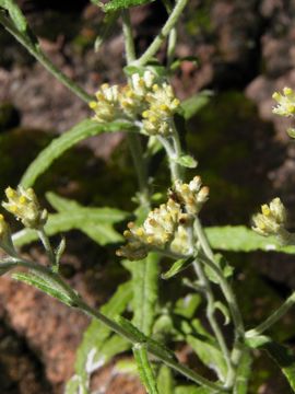 Слика од Pseudognaphalium canescens (DC.) A. A. Anderberg