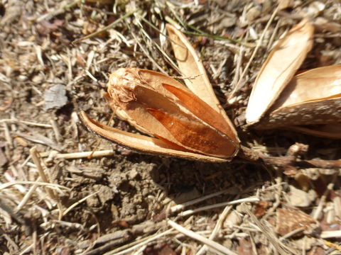 Image of Cigar-box Wood