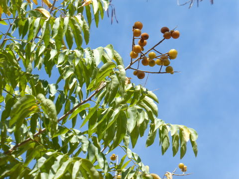 Image of wingleaf soapberry