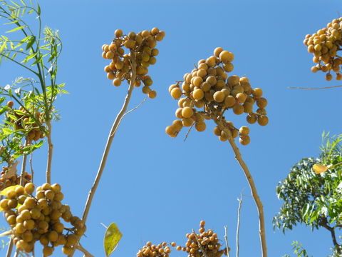 Image of wingleaf soapberry