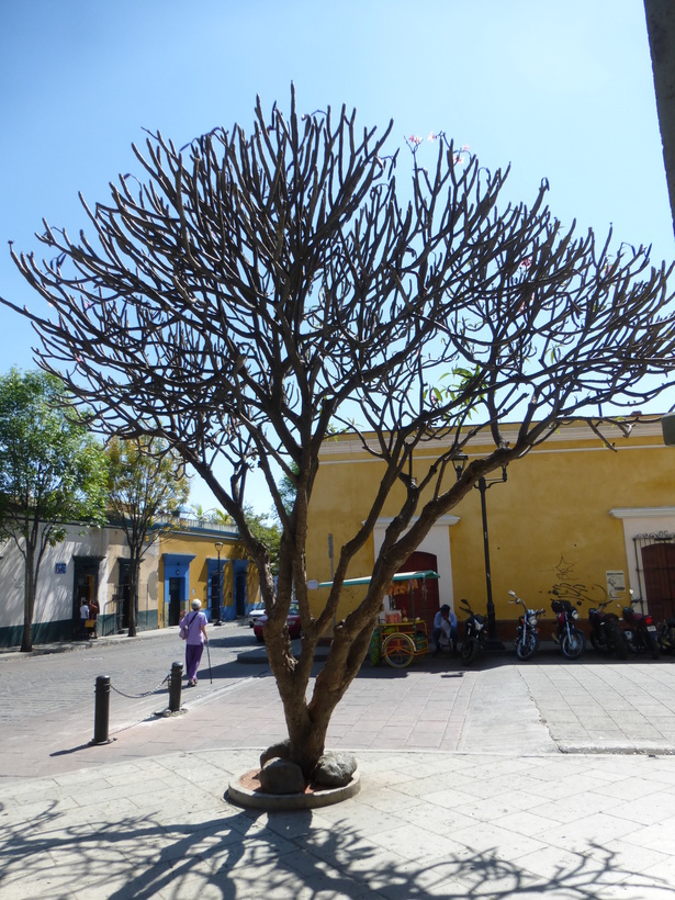 Image of templetree