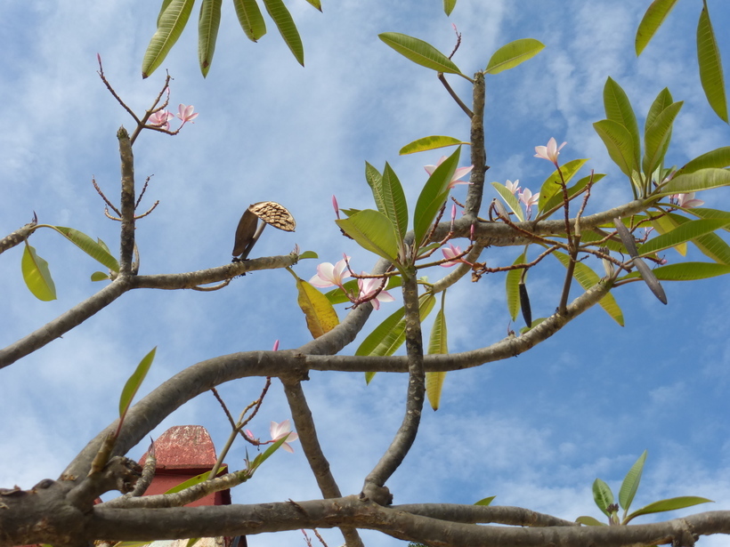 Слика од Plumeria rubra L.