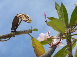 Image of templetree