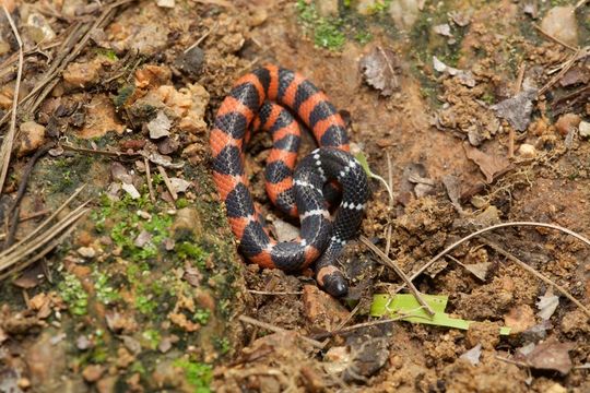 Image of Mesa Central Earth Snake