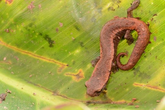 Image of Bolitoglossa hartwegi Wake & Brame 1969