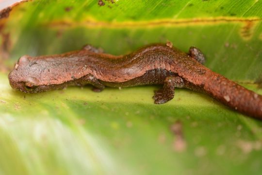 Image of Bolitoglossa hartwegi Wake & Brame 1969